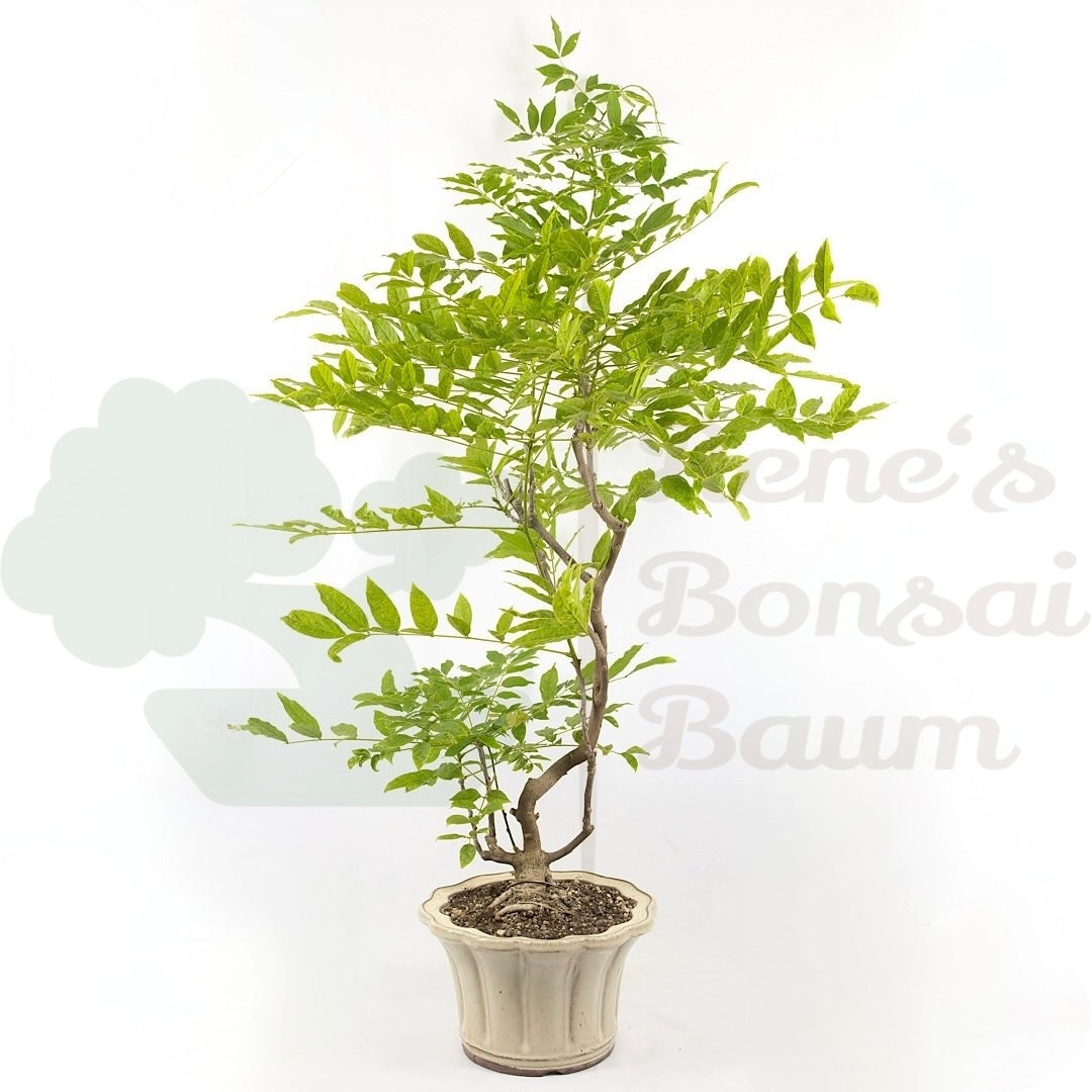 Blauregen 'Wisteria floribunda'